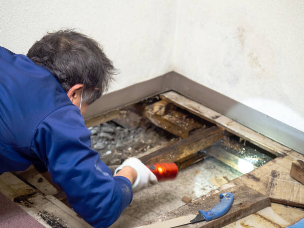 Mold Removal Process in Shady Spring, WV