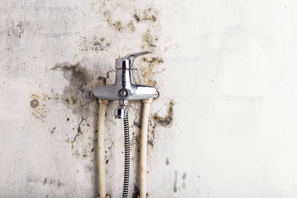 Best Fast Mold Removal  in Shady Spring, WV