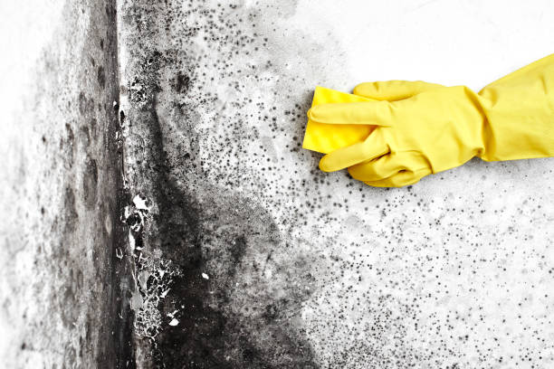 Best Affordable Mold Removal  in Shady Spring, WV