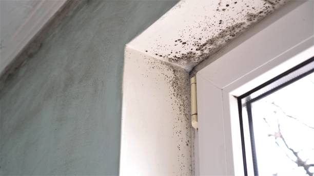 Best Mold Cleaning Services  in Shady Spring, WV