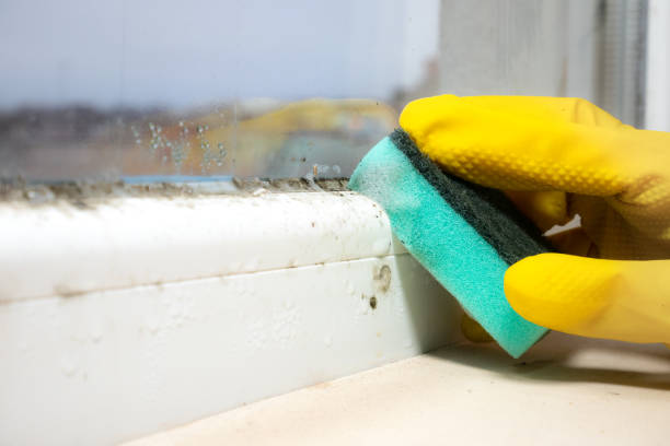 Best Mold Remediation Experts  in Shady Spring, WV