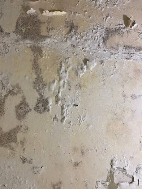 Best Mold Remediation Services  in Shady Spring, WV