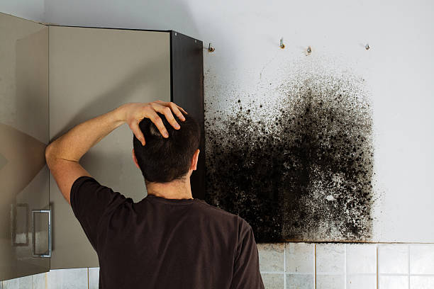 Best Office Mold Removal Services  in Shady Spring, WV
