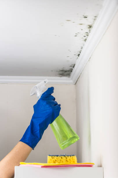 Best Emergency Mold Removal  in Shady Spring, WV