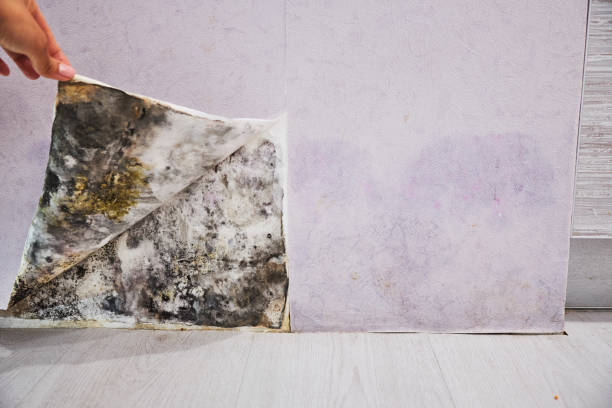 Mold Removal and Inspection in Shady Spring, WV